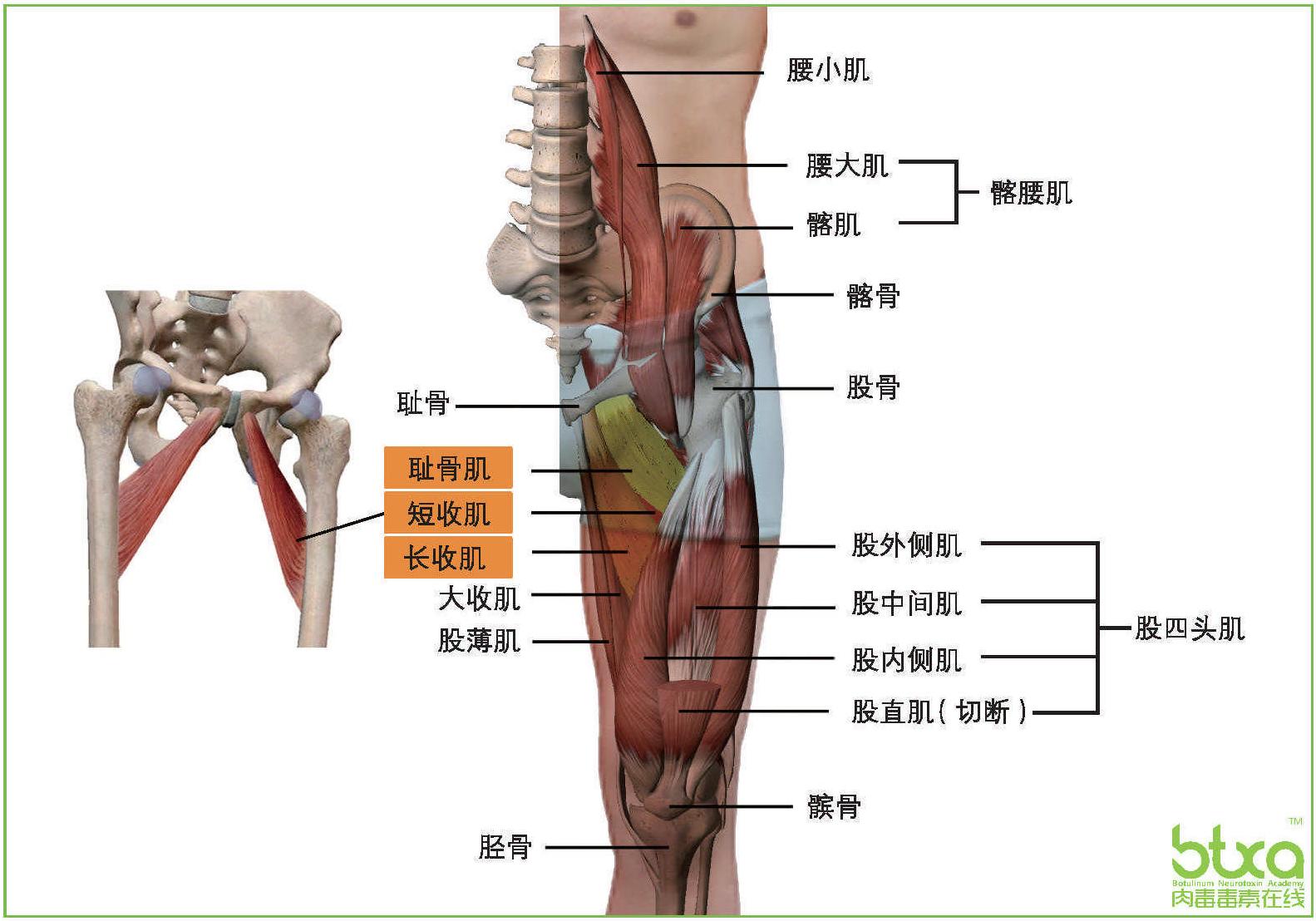 長收肌